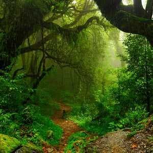 maderas tropicales - madeiras tropicais - bois tropicaux - tropical woods