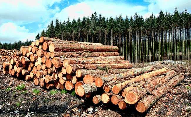 madera legal - madera ecológica - el certificado FSC ® y el certificado PEFC ™ - maderas valencia majofesa