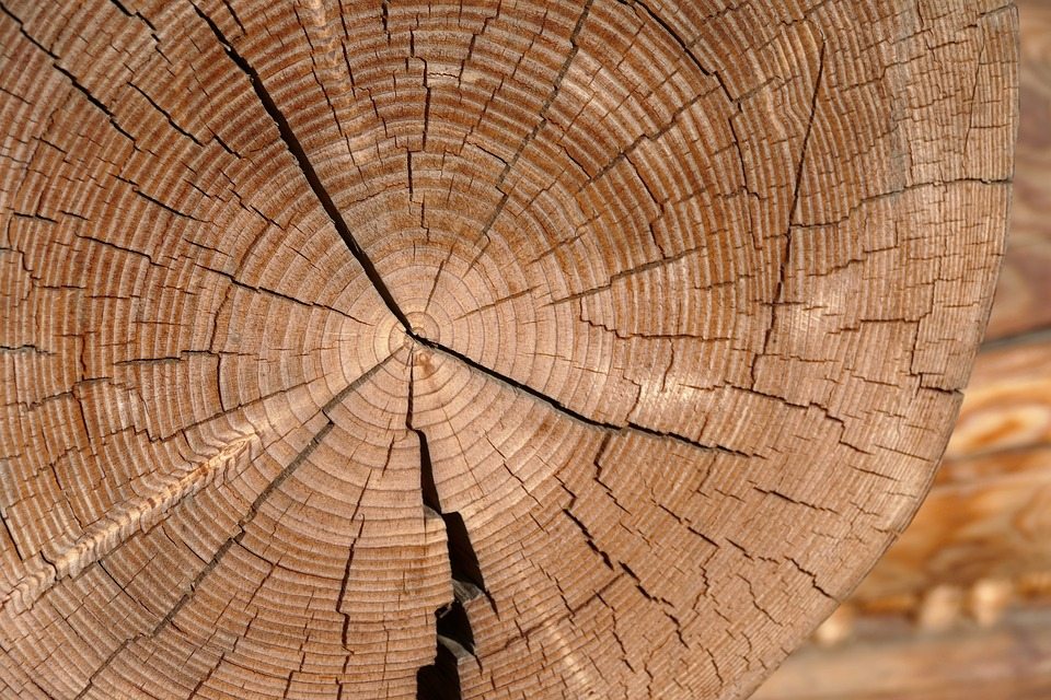 Tipos de madera - Clasificación y características - Majofesa Maderas